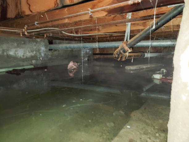 Best Flood restoration services  in Ball, LA